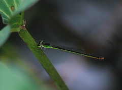 Agriocnemis pygmaea