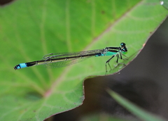 Ischnura senegalensis