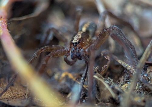 Florida Wandering Spider photo 4
