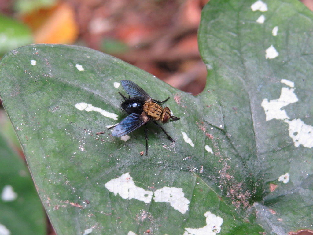 Archytas incertus