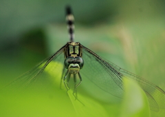 Orthetrum sabina