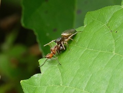 Tutelina