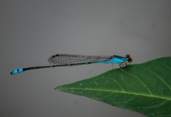 Pseudagrion rubriceps