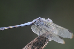 Potamarcha congener