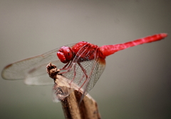 Crocothemis servilia