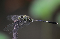 Orthetrum sabina