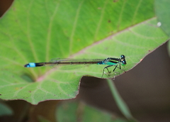Ischnura senegalensis
