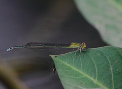 Pseudagrion rubriceps