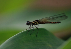 Libellago lineata