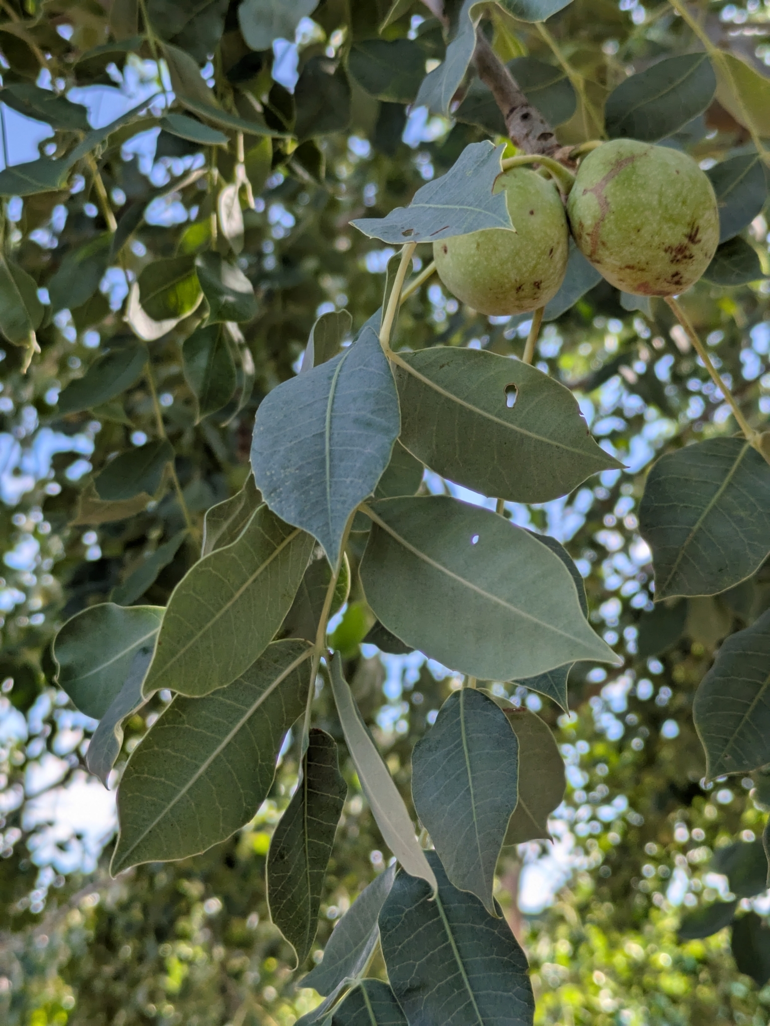 Imagem de Marula