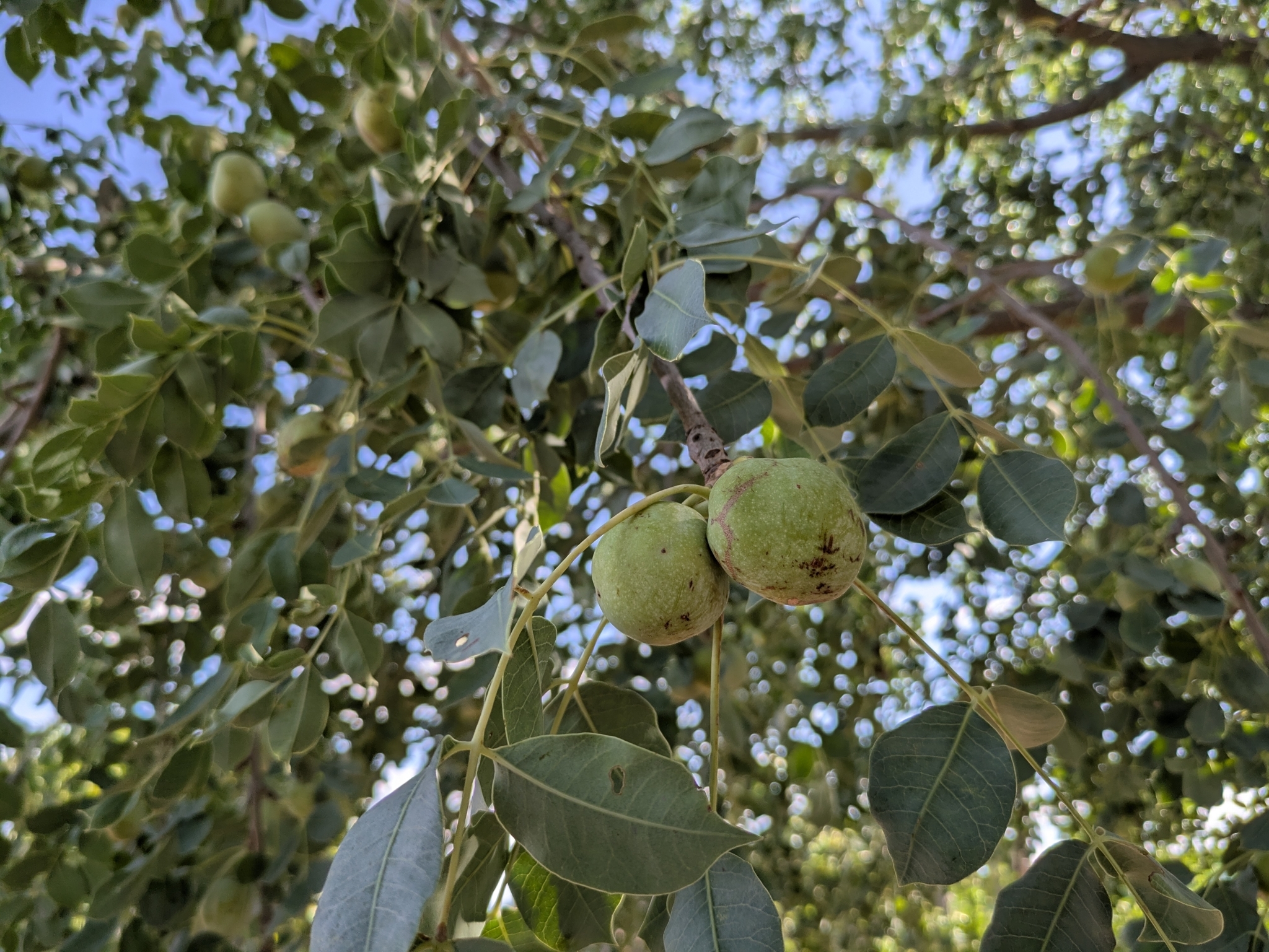 Imagem de Marula