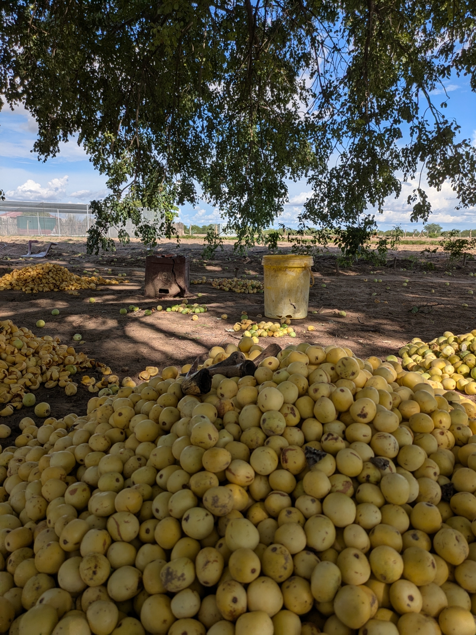 Imagem de Marula
