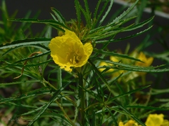 Oenothera berlandieri pinifolia