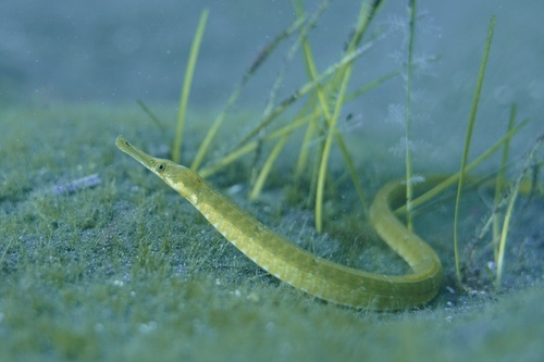 Pipefish