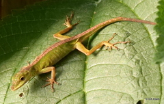 Anolis gemmosus