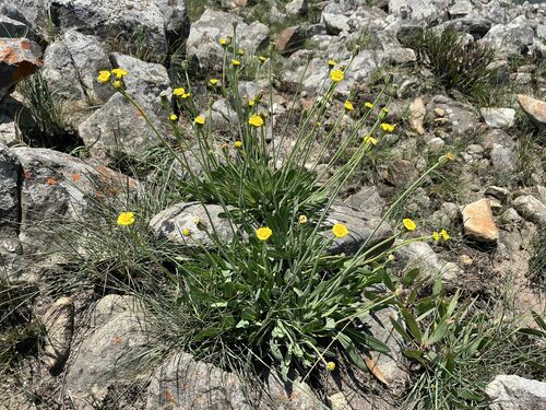 Natal Babooncabbage (Othonna natalensis)