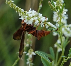Poecilopompilus algidus willistoni