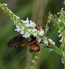 Poecilopompilus algidus willistoni