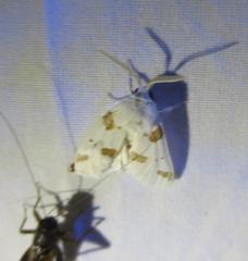 Euerythra trimaculata