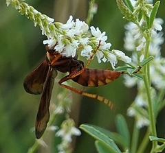 Poecilopompilus algidus willistoni