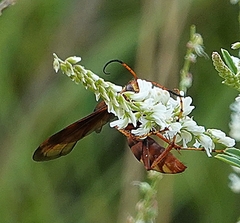 Poecilopompilus algidus willistoni