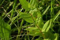Tritoxa