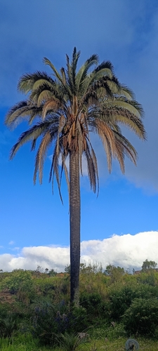 Bolivian mountain coconut (Parajubaea torallyi)