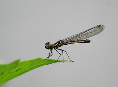 Libellago lineata