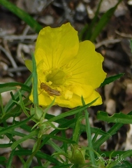 Oenothera serrulata