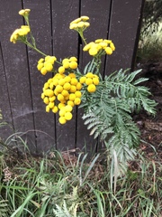 Tanacetum vulgare