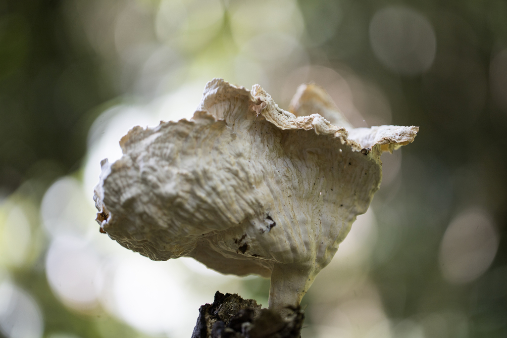 Cymatoderma caperatum · February 2025 · photo: © ftsautter (iNaturalist, cc0)