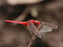 Crocothemis servilia