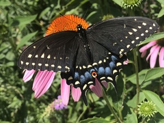 Papilio polyxenes