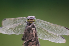 Potamarcha congener