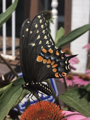 Papilio polyxenes