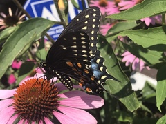 Papilio polyxenes