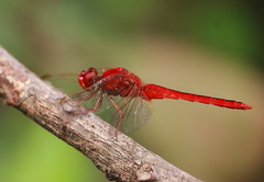 Crocothemis servilia