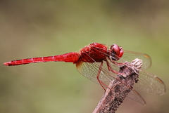 Crocothemis servilia