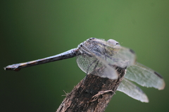 Potamarcha congener