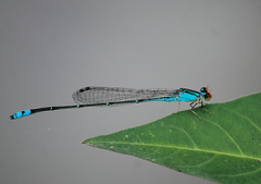 Pseudagrion rubriceps