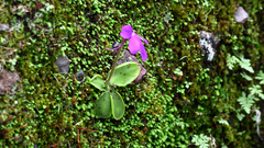 Pinguicula oblongiloba