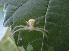 Misumessus oblongus