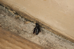 Campsomeriella