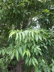 Fraxinus mandshurica