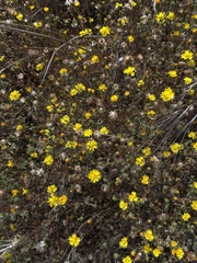 Lessingia pectinata pectinata