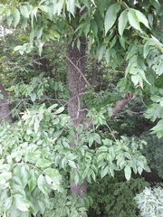 Fraxinus mandshurica