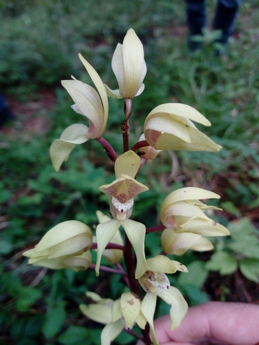 Image of Govenia superba by (c) Dante S. Figueroa, some rights reserved (CC BY-SA)