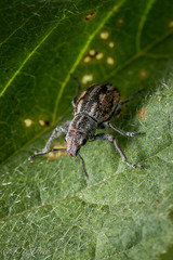Pantomorus albosignatus