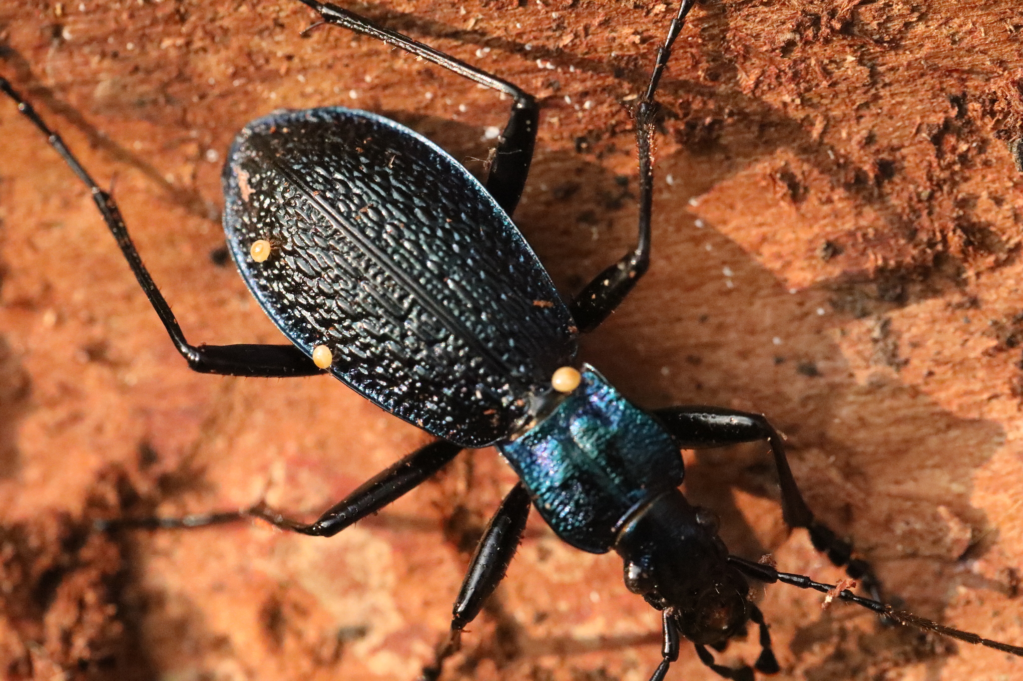 Stylochirus fimetarius (Müller, 1860)