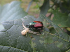 Misumessus oblongus